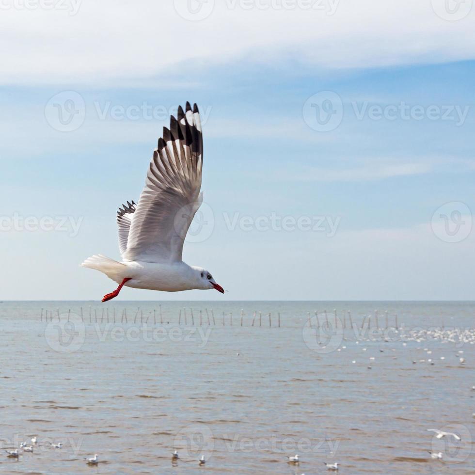 Möwe, die über das Meer mit blauem Himmelshintergrund fliegt foto