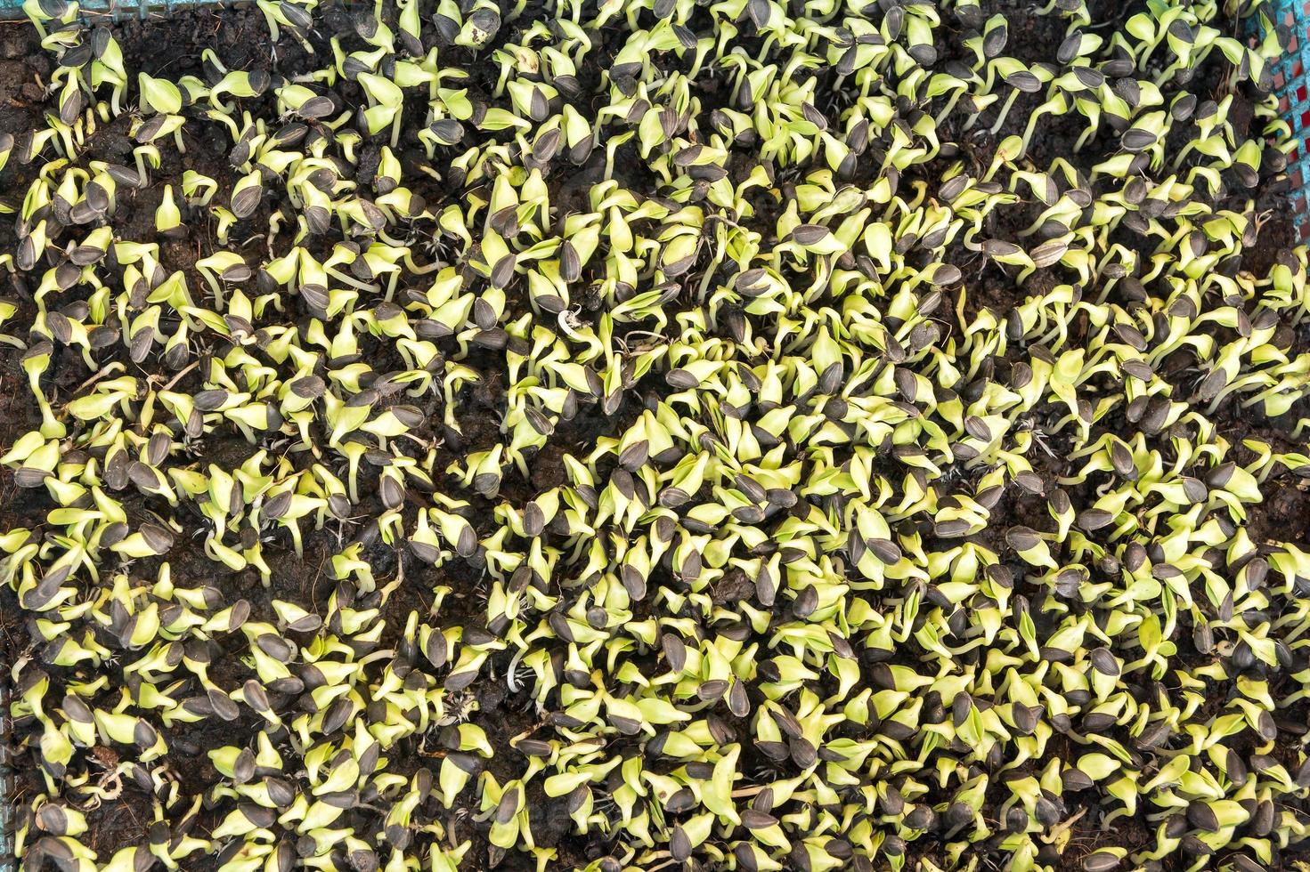Sonnenblumenpflanzen sprießen im Boden foto