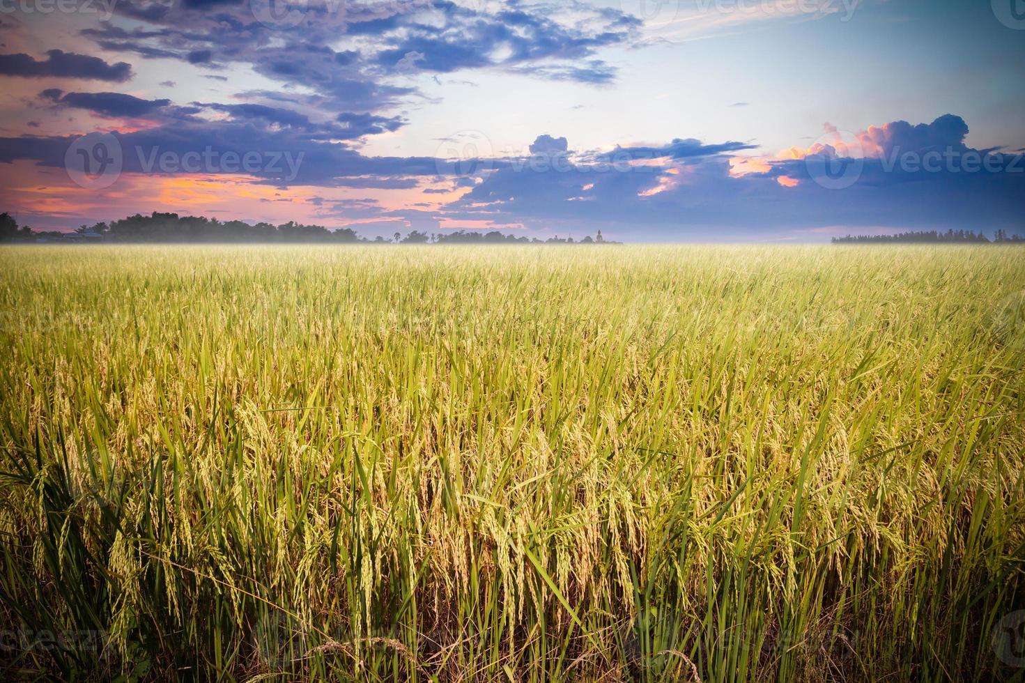 Reisfeld bereit für die Ernte mit schönem Sonnenuntergang Hintergrund foto