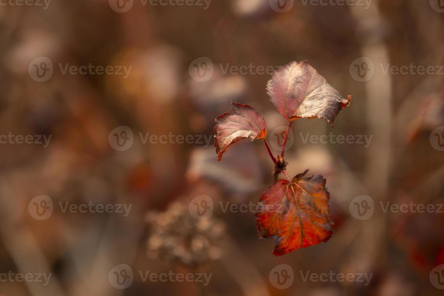 schöne Herbstblätter auf einer Buschnahaufnahme foto