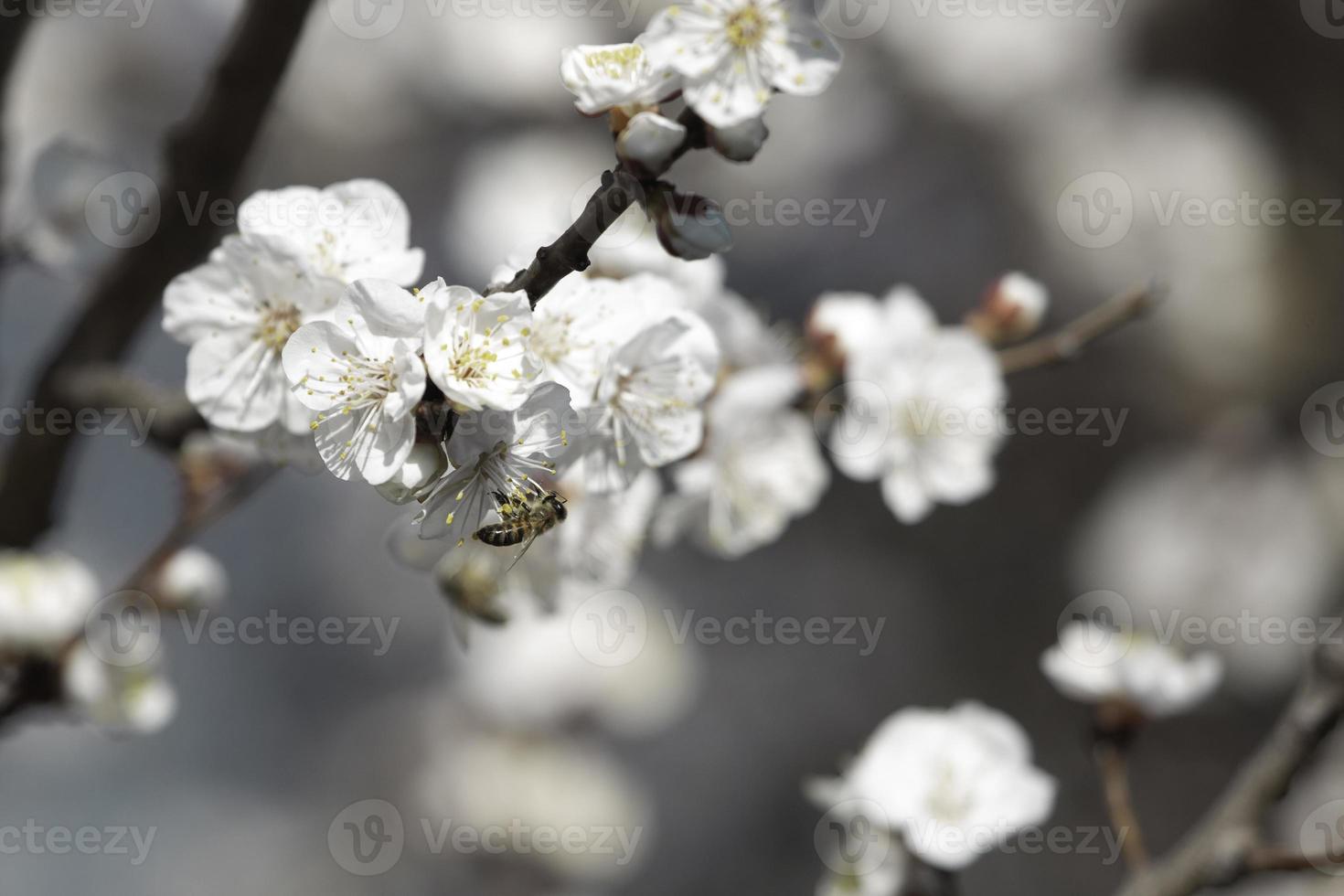 Biene auf Aprikosenbaumblüte foto