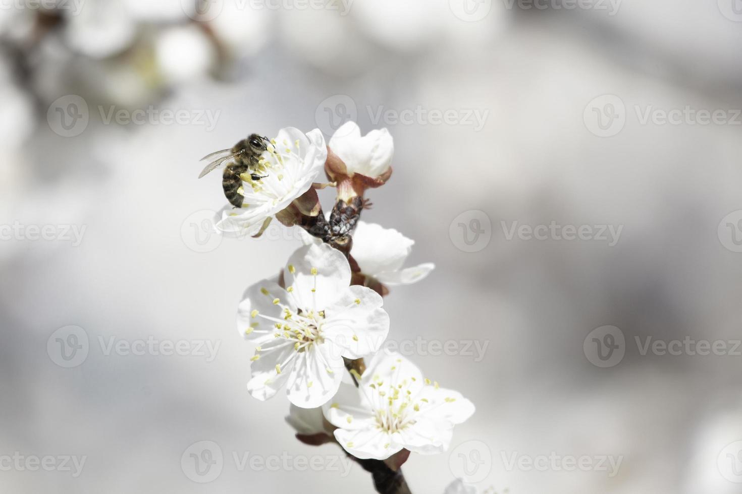 Biene auf Aprikosenbaumblüte foto