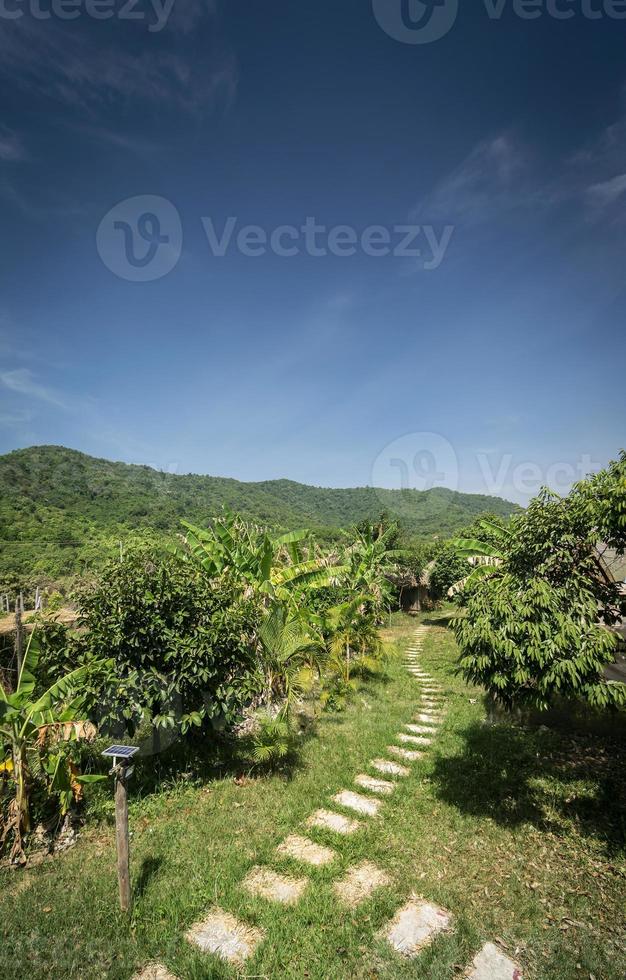 Bio-Tropenfruchtplantage malerische Aussicht an einem sonnigen Tag in der Nähe von Kampot Kambodscha foto