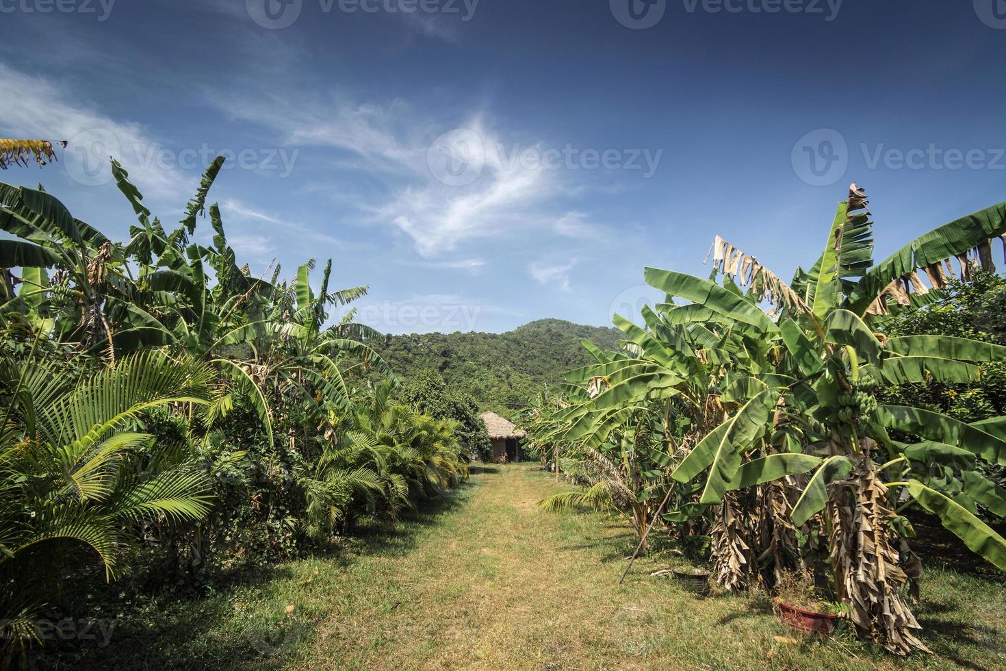 Blick auf die Bananenplantage auf einer ländlichen Bio-Obstfarm in der Nähe von Kampot Kambodscha an einem sonnigen Tag foto