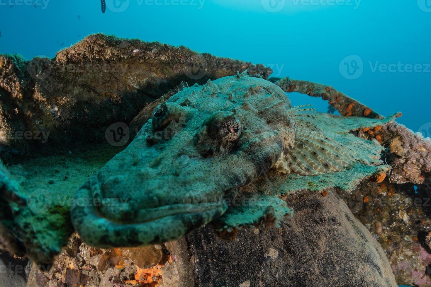 fische schwimmen im roten meer, bunte fische, eilat israel foto