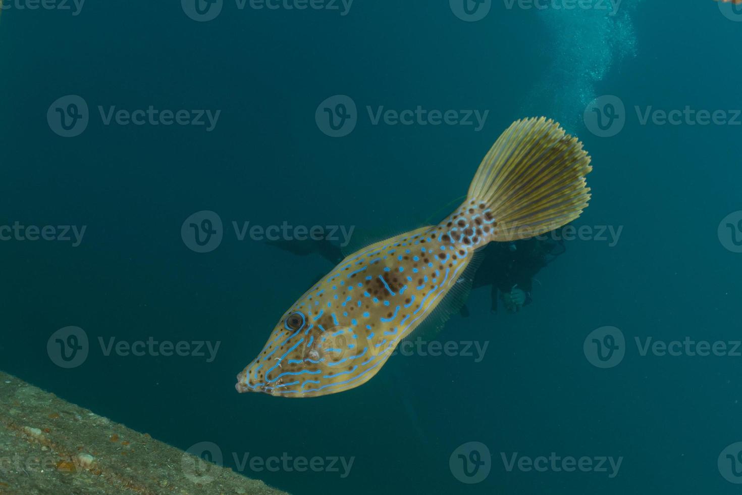 fische schwimmen im roten meer, bunte fische, eilat israel foto