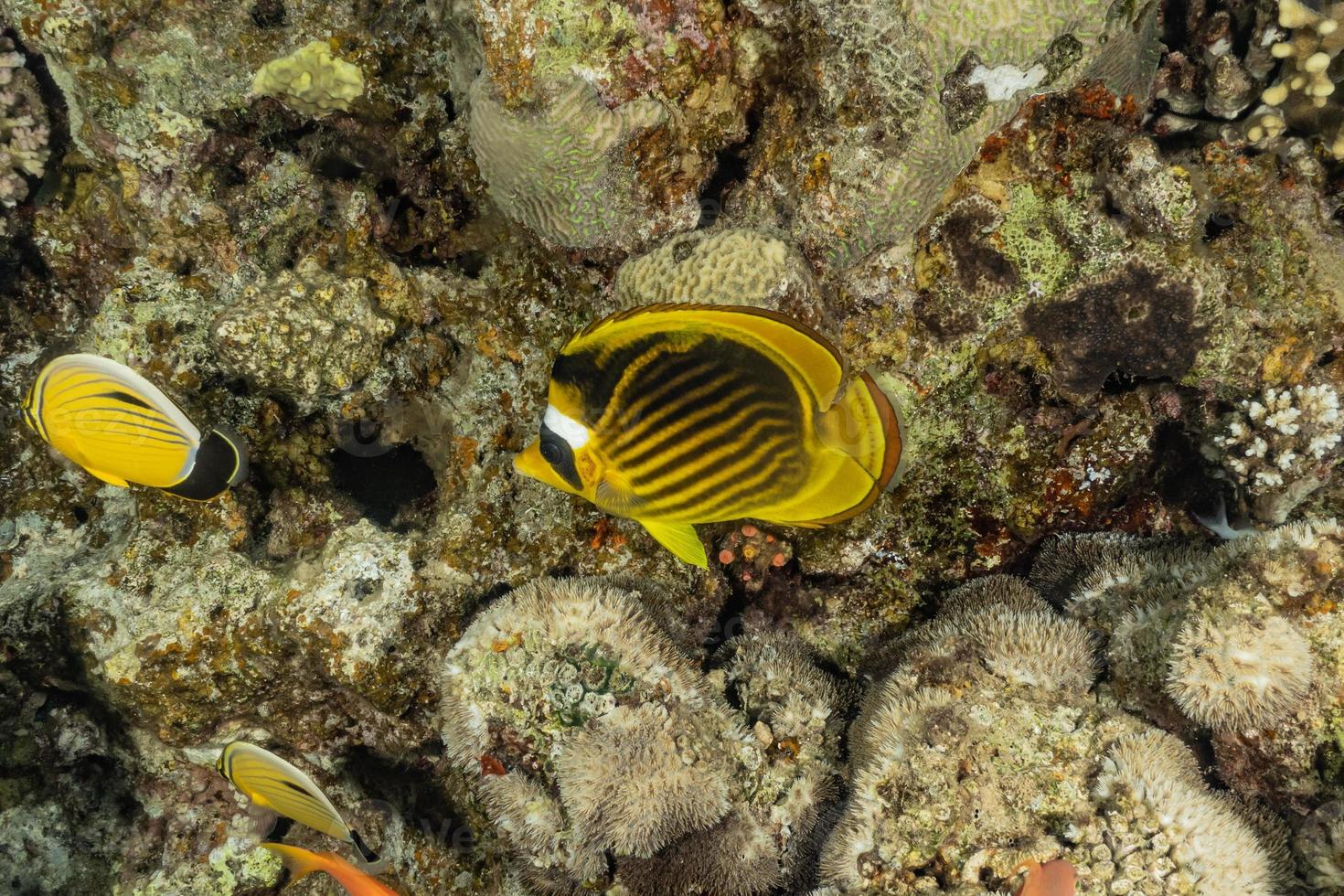 fische schwimmen im roten meer, bunte fische, eilat israel foto