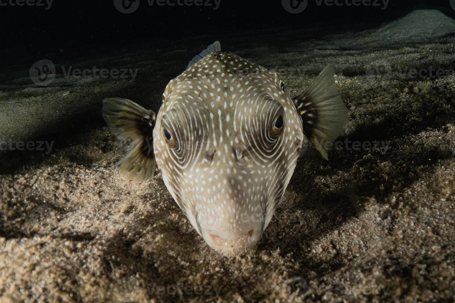 fische schwimmen im roten meer, bunte fische, eilat israel foto