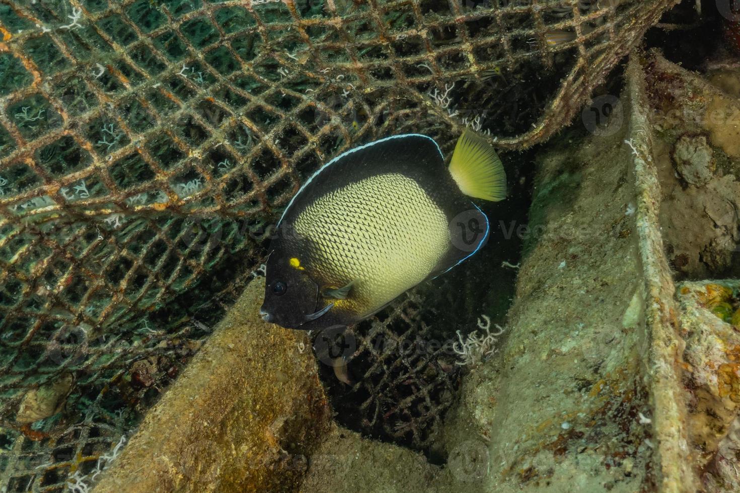 fische schwimmen im roten meer, bunte fische, eilat israel foto