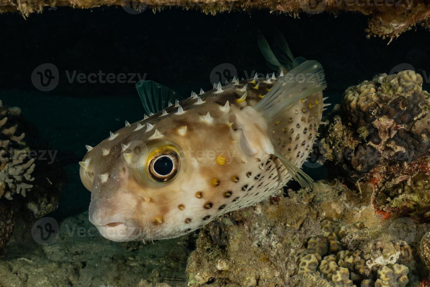 fische schwimmen im roten meer, bunte fische, eilat israel foto