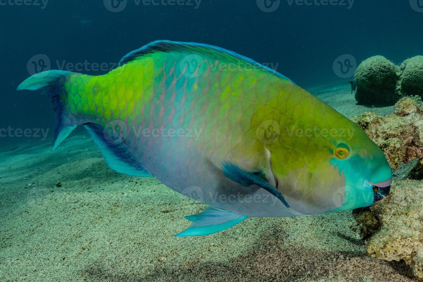 fische schwimmen im roten meer, bunte fische, eilat israel foto