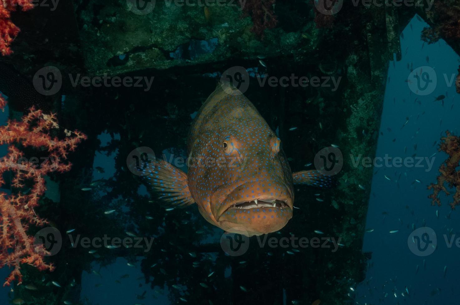 fische schwimmen im roten meer, bunte fische, eilat israel foto