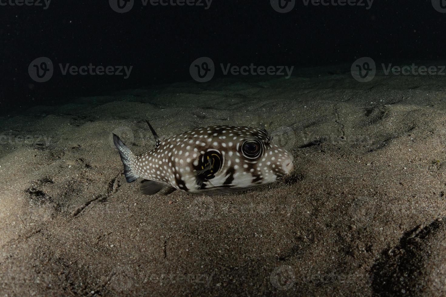 fische schwimmen im roten meer, bunte fische, eilat israel foto