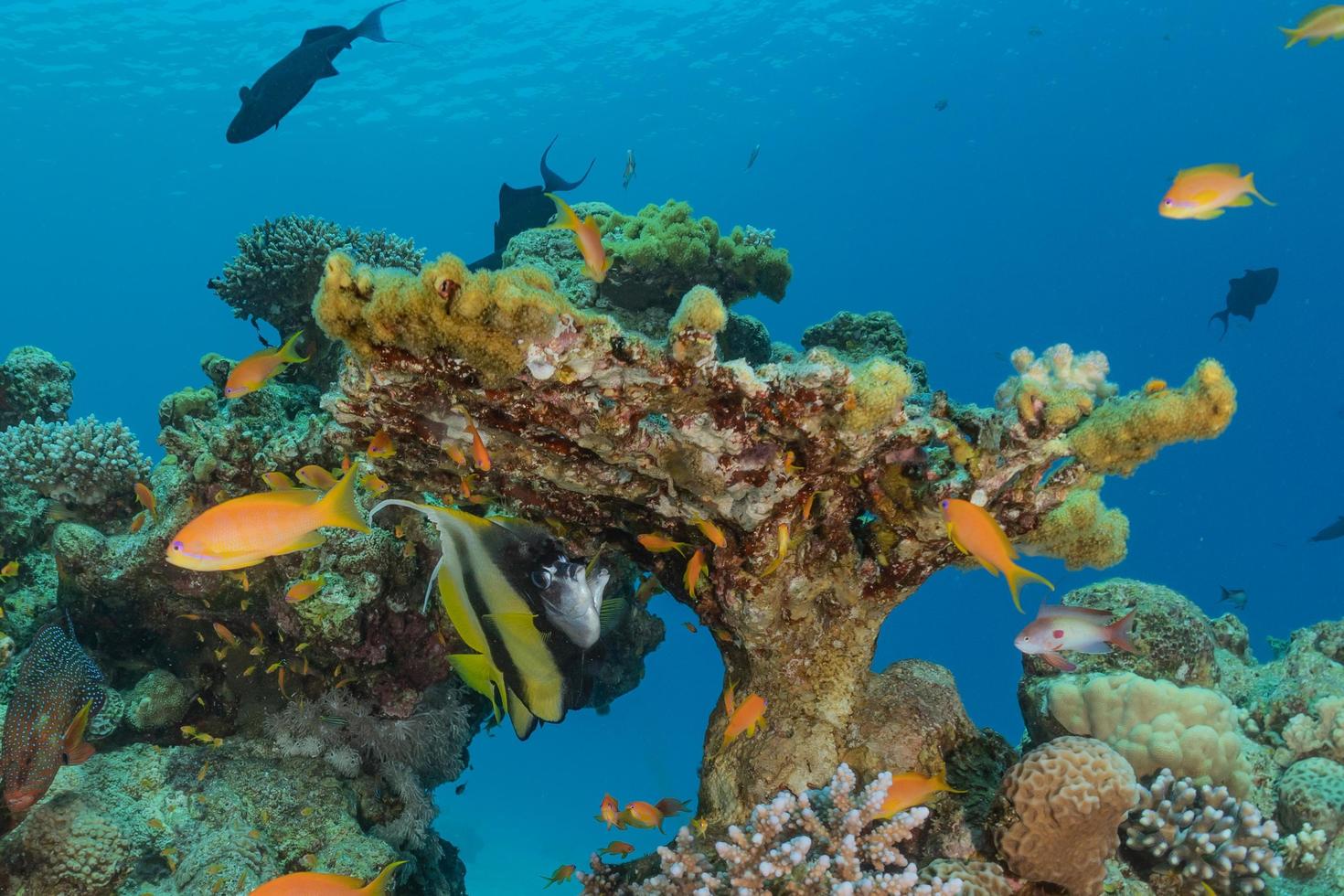 Korallenriff und Wasserpflanzen im Roten Meer, Eilat Israel foto