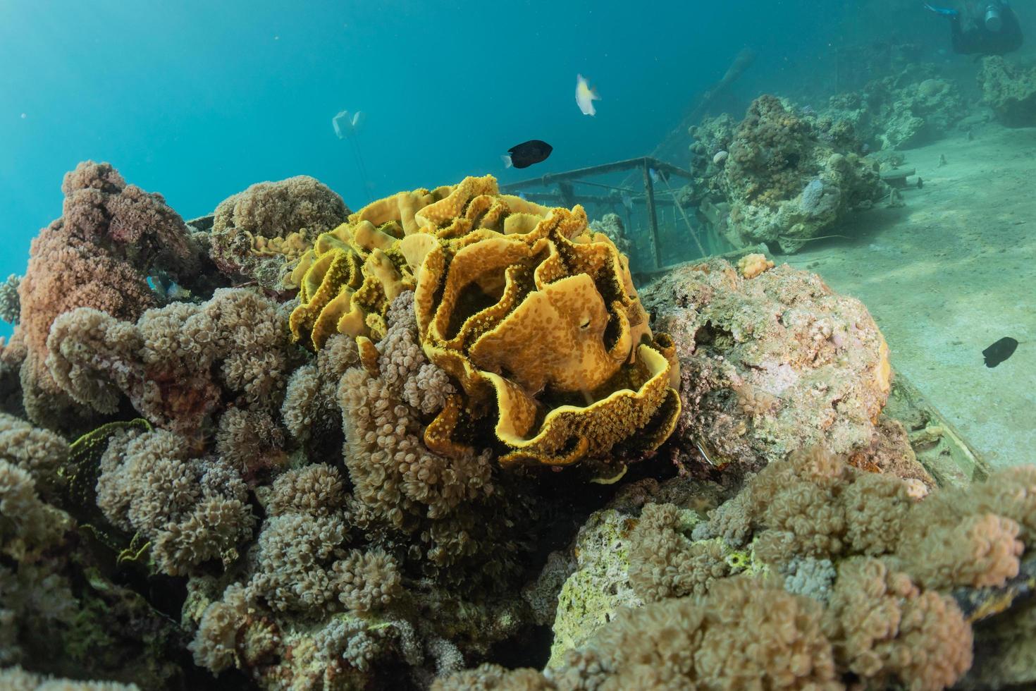 Korallenriff und Wasserpflanzen im Roten Meer, Eilat Israel foto