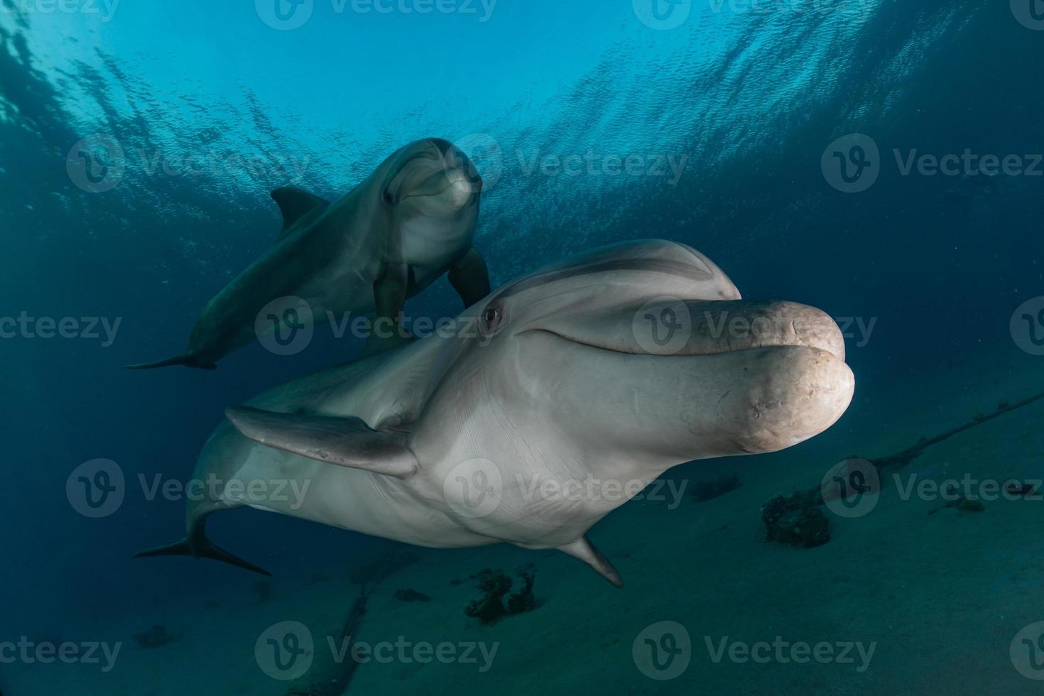 Delfinschwimmen im Roten Meer, Eilat Israel foto