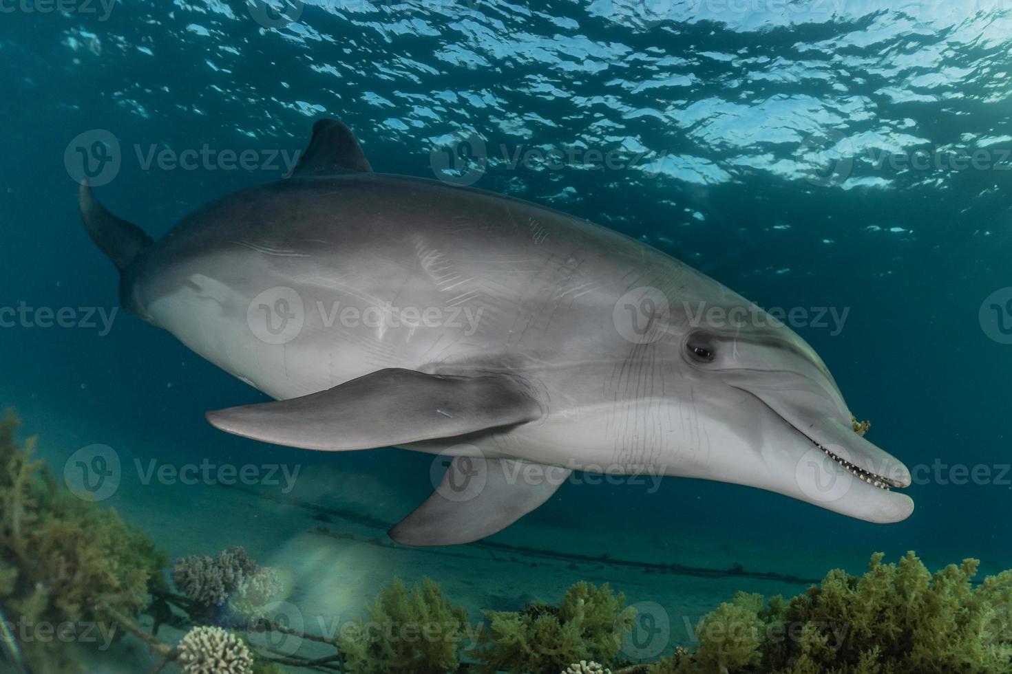 Delfinschwimmen im Roten Meer, Eilat Israel foto