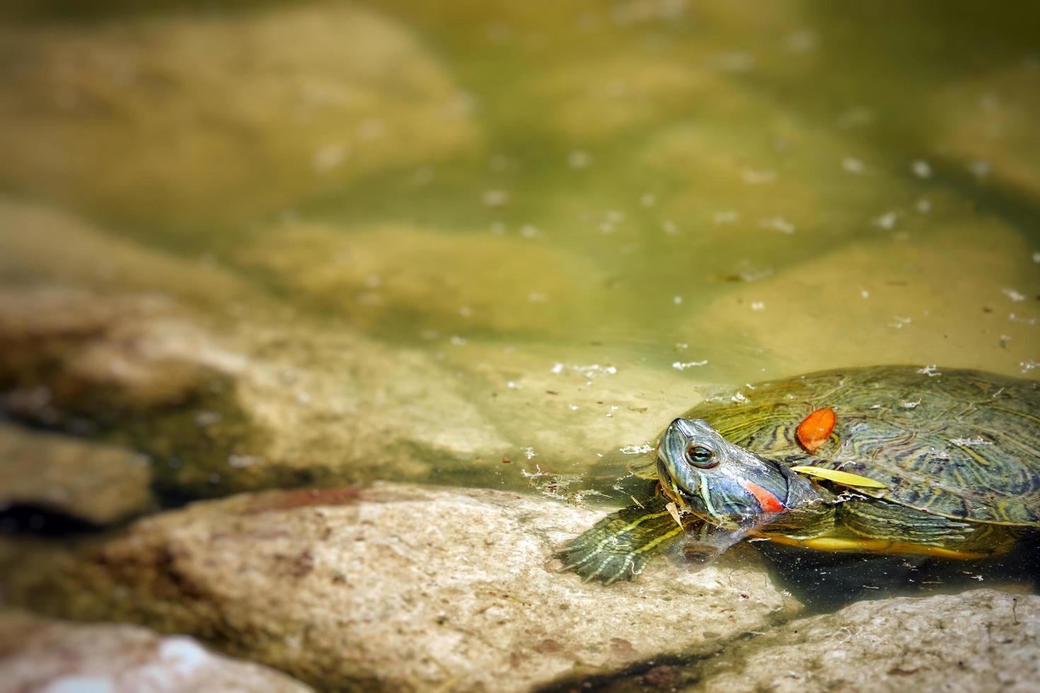 Schildkröte ist auf dem grünen See beim Sonnenbaden foto