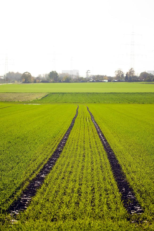 grünes landwirtschaftliches feld in der natur foto