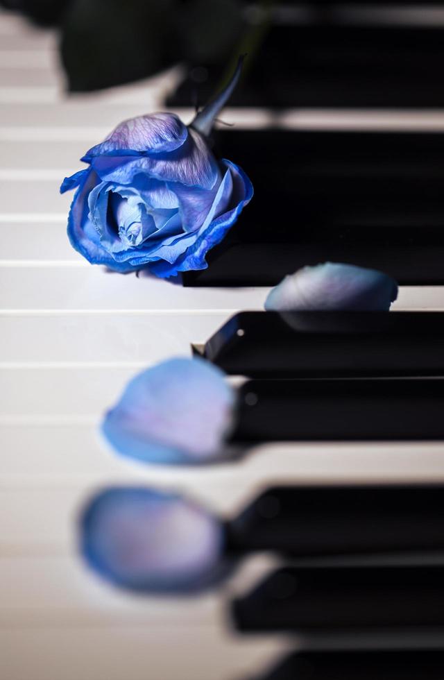 Flora Blume blaue Rose auf Musikinstrumenten Klaviertasten foto