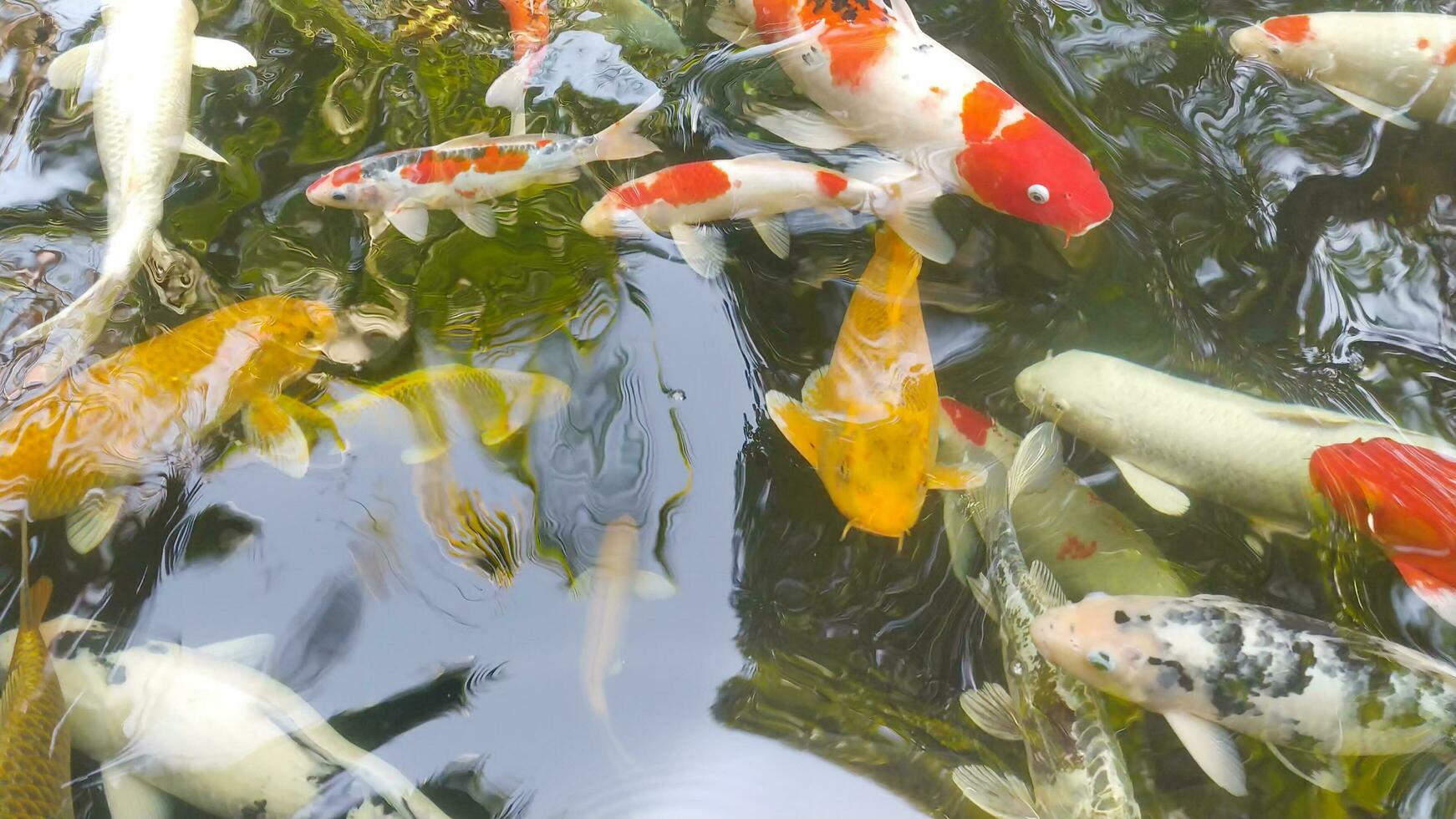 Aufnahmen oben Aussicht von schick Karpfen Schwimmen im Teich. Wasser ist schwarz und Betrachtung von Licht. schließen oben Schuss Wasser Oberfläche von schick Karpfen Koi Fisch Schwimmen im das tropisch Garten Teich. foto