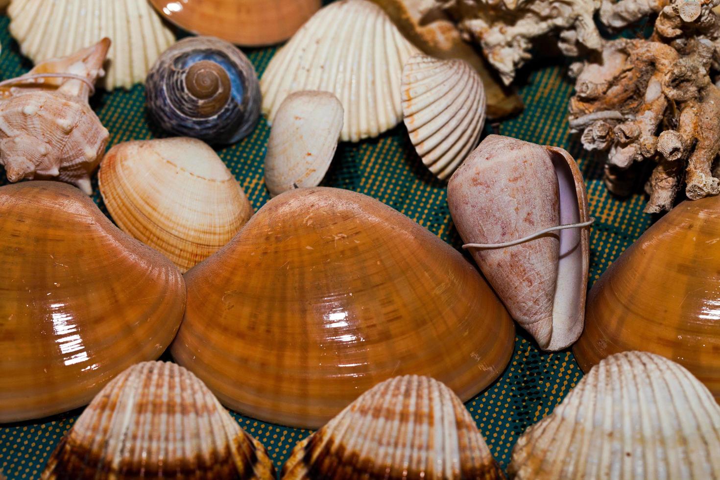 abstrakte dekorative trockene Muscheln foto