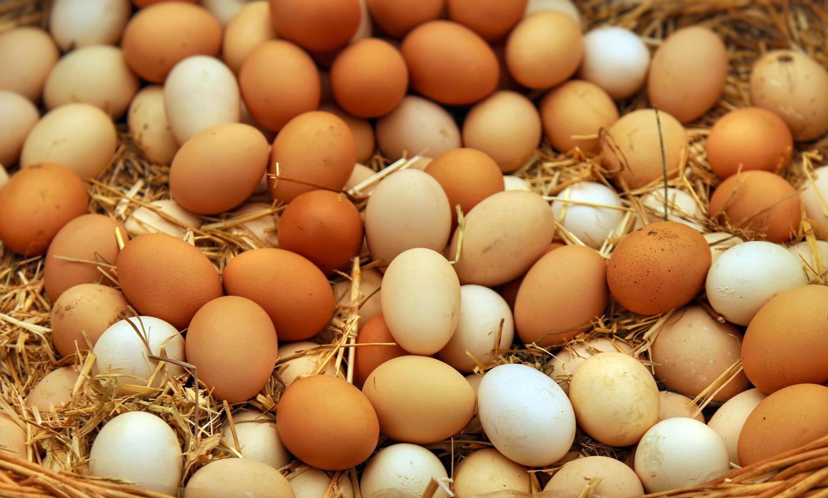 Lebensmittel Protein Bio Huhn rohe Eier foto