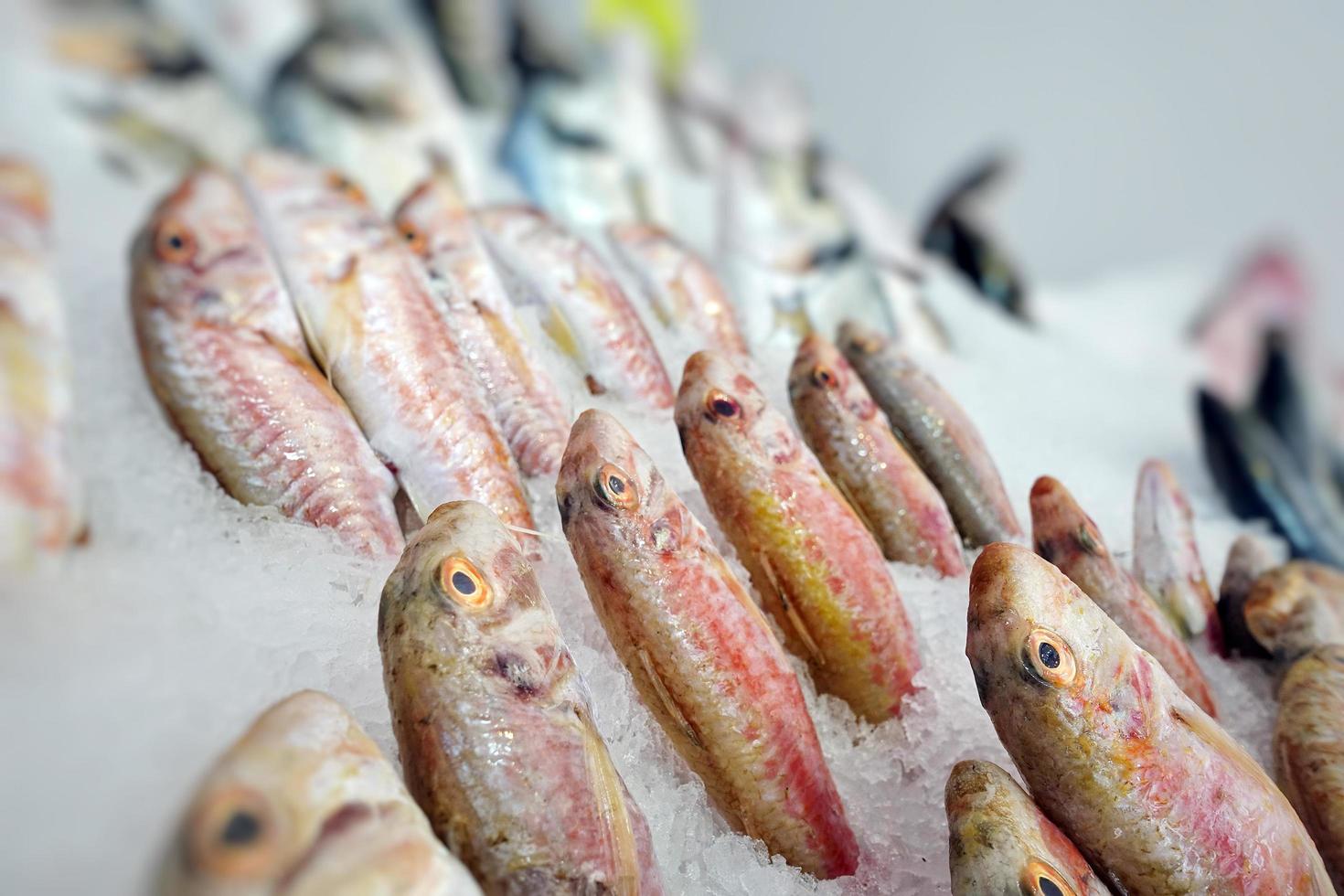 Fischfutter in einem Fischmarktstand foto