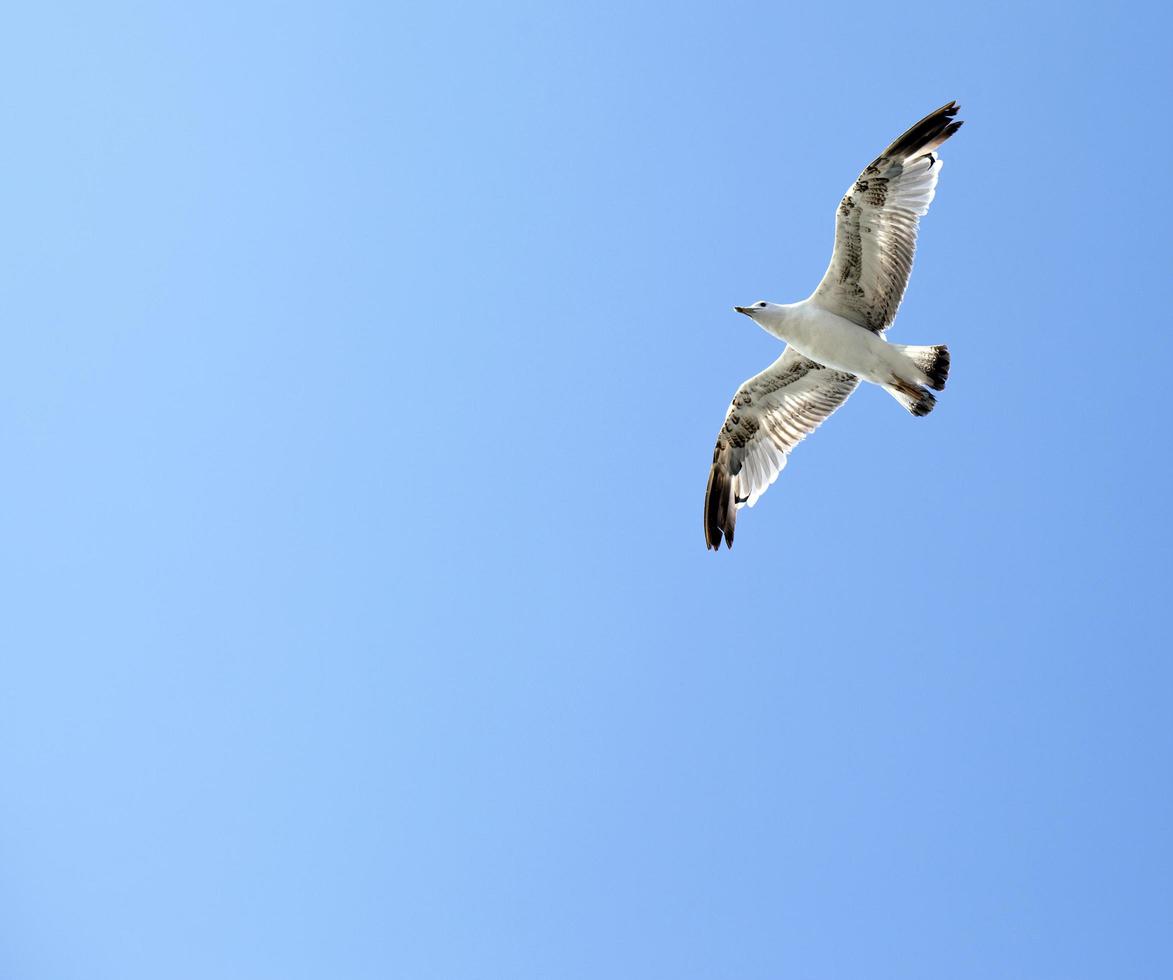 Tiervogelmöwe, die am Himmel fliegt foto