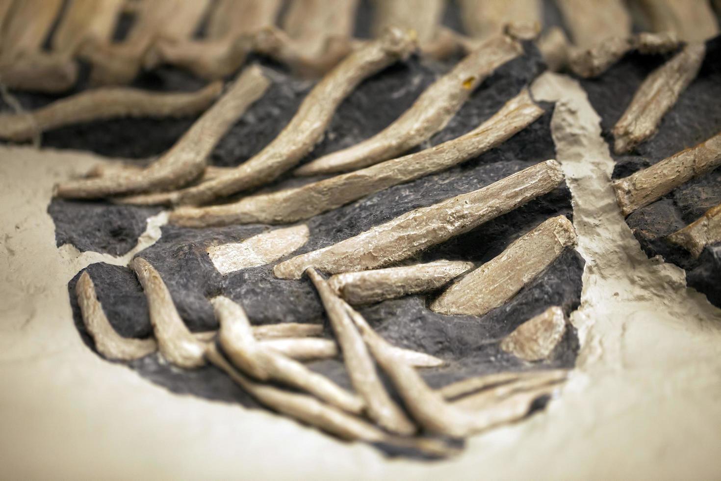 altes prähistorisches Dinosaurierskelett Fossil foto