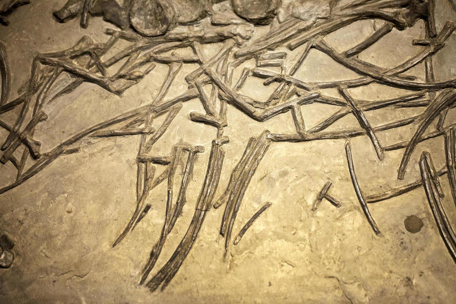 altes prähistorisches Dinosaurierskelett Fossil foto