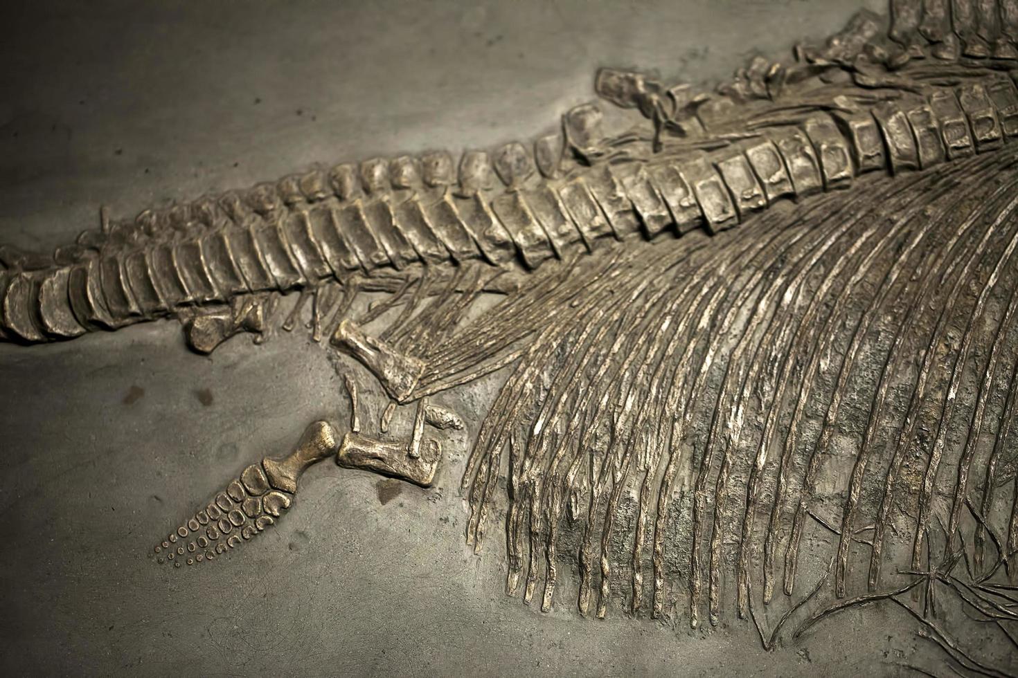 altes prähistorisches Dinosaurierskelett Fossil foto