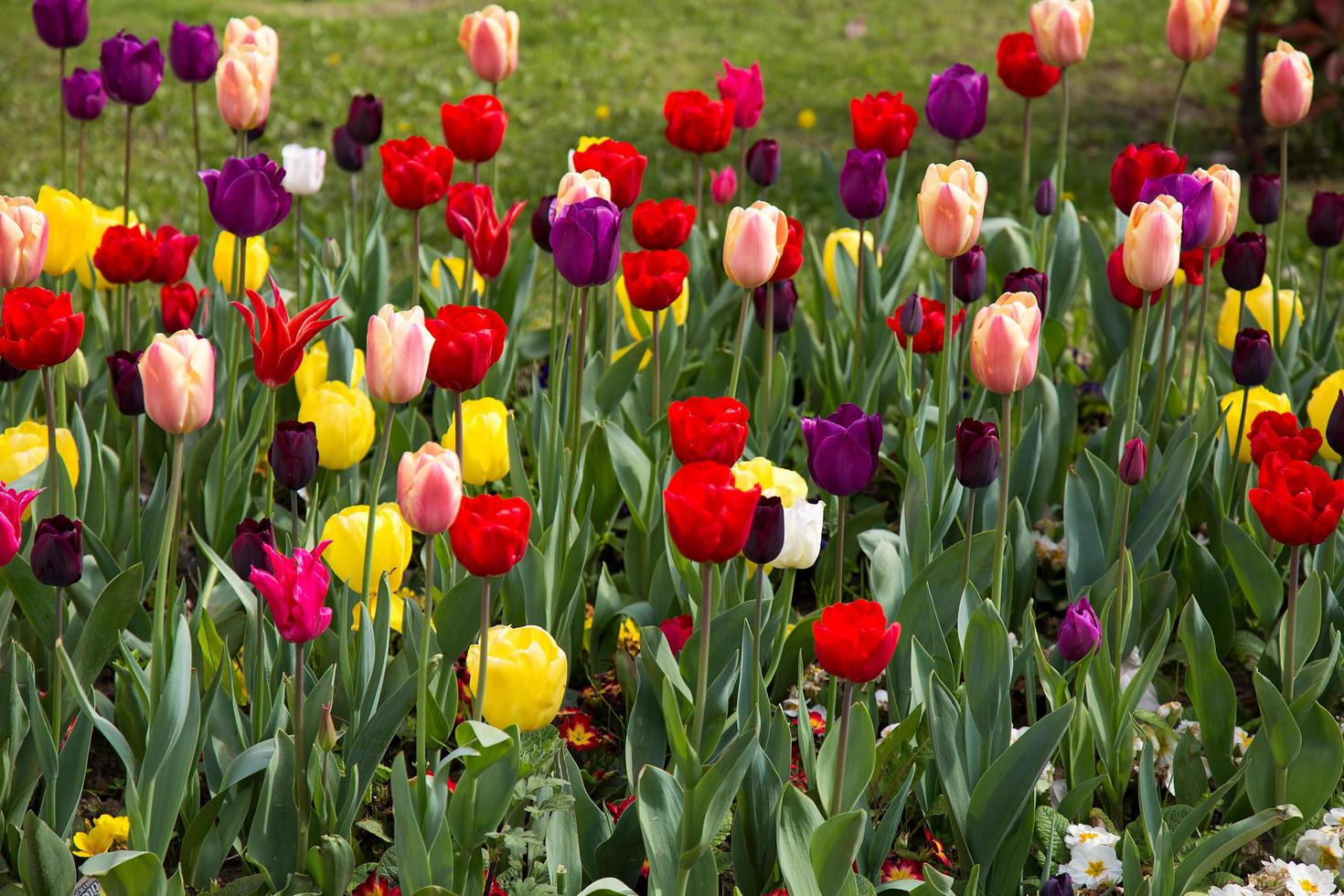 blumige frühlingsblume bunte tulpen foto