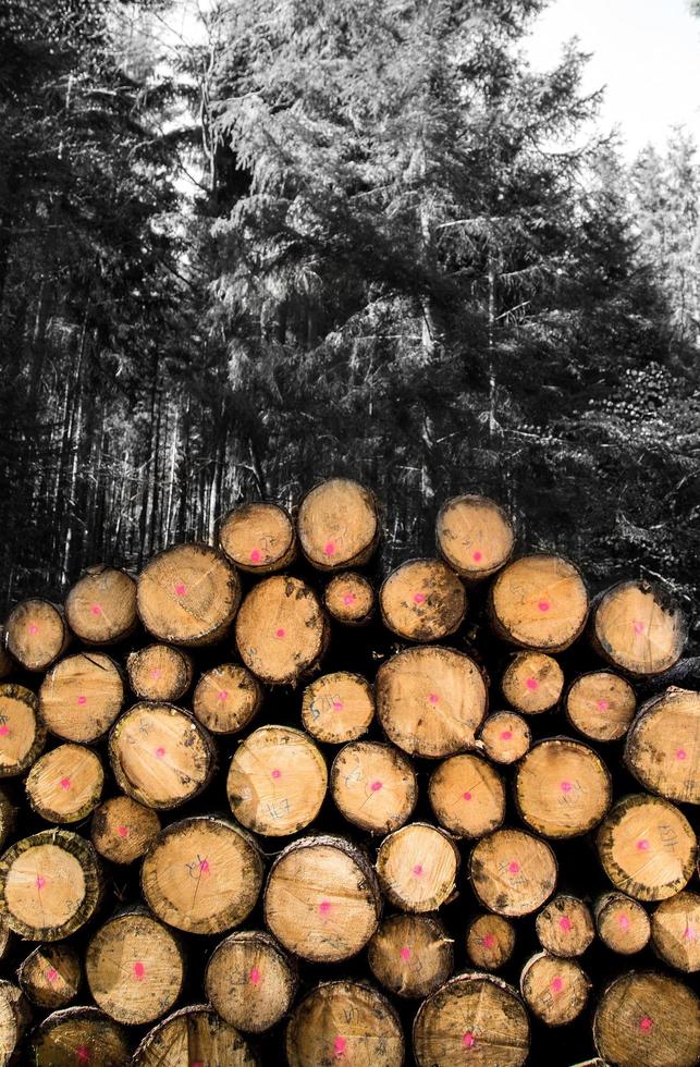 Holzstamm im Wald in der Natur schneiden foto