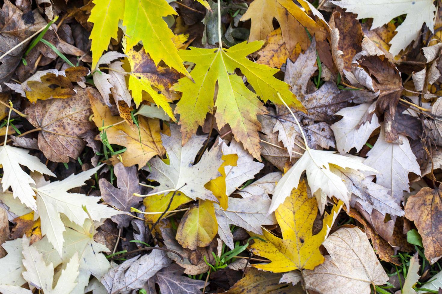 Herbst Herbst trockene Blätter saisonale Flora Konzept foto