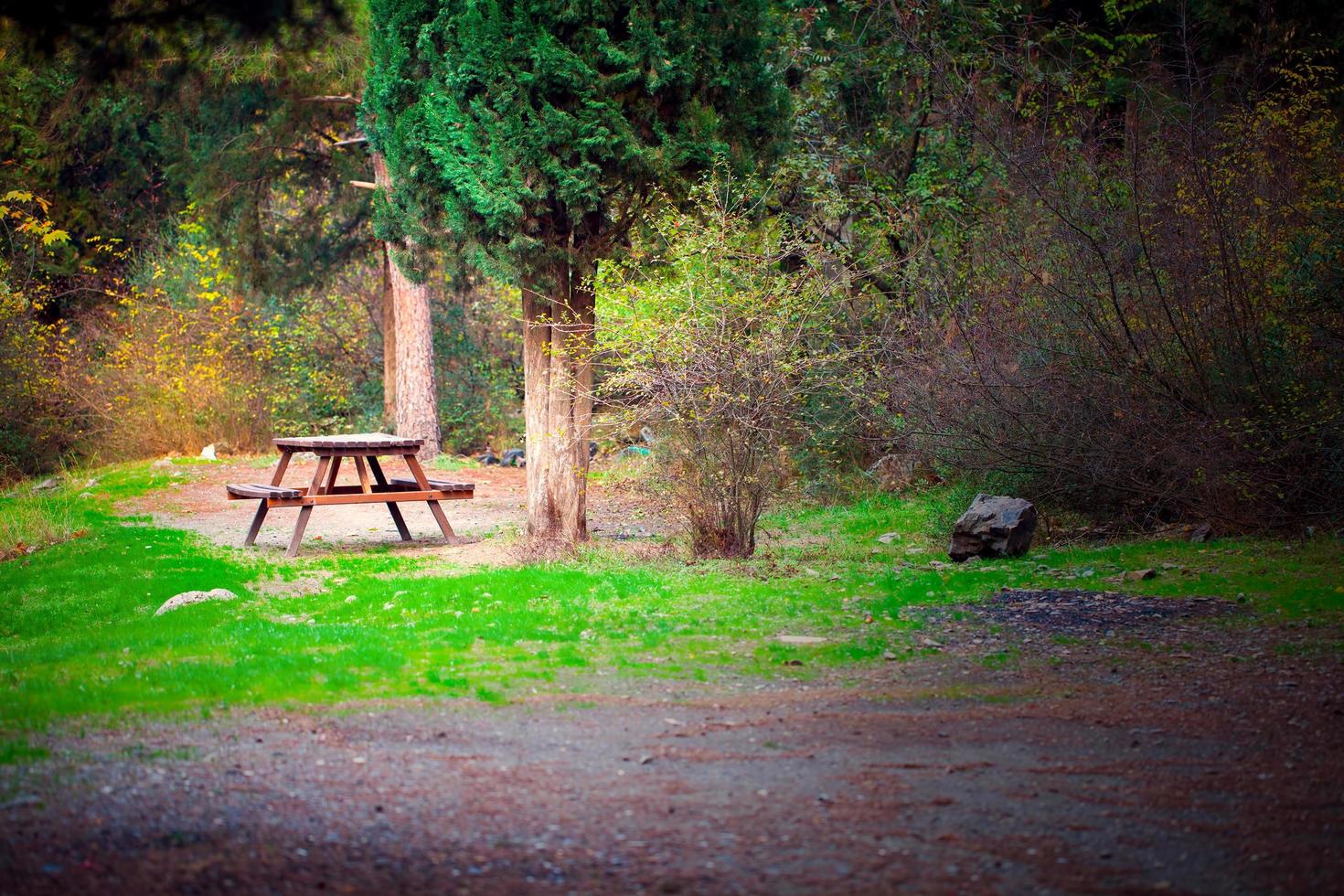 saisonale Bäume und Straßen grüne Natur im Park foto