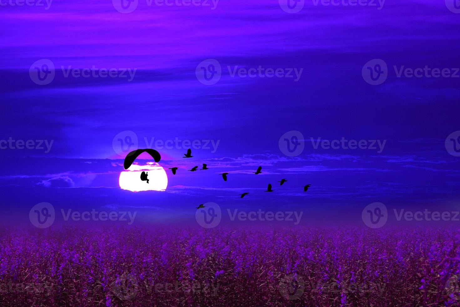 Motorschirm über Lavendelfeld folgen fliegenden Vögeln am Nachthimmel foto