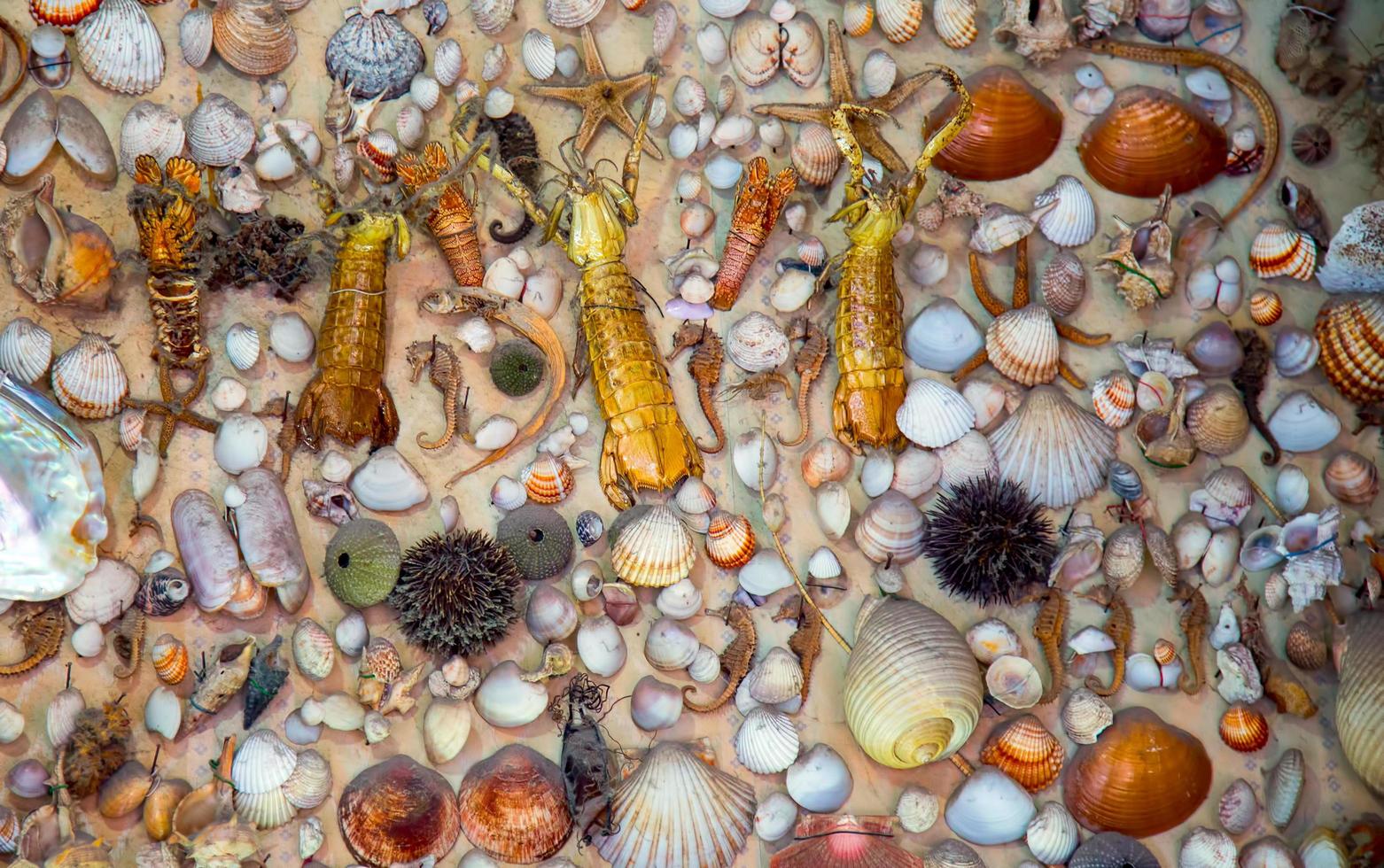 Meerestier getrockneter Fisch und Muschel foto