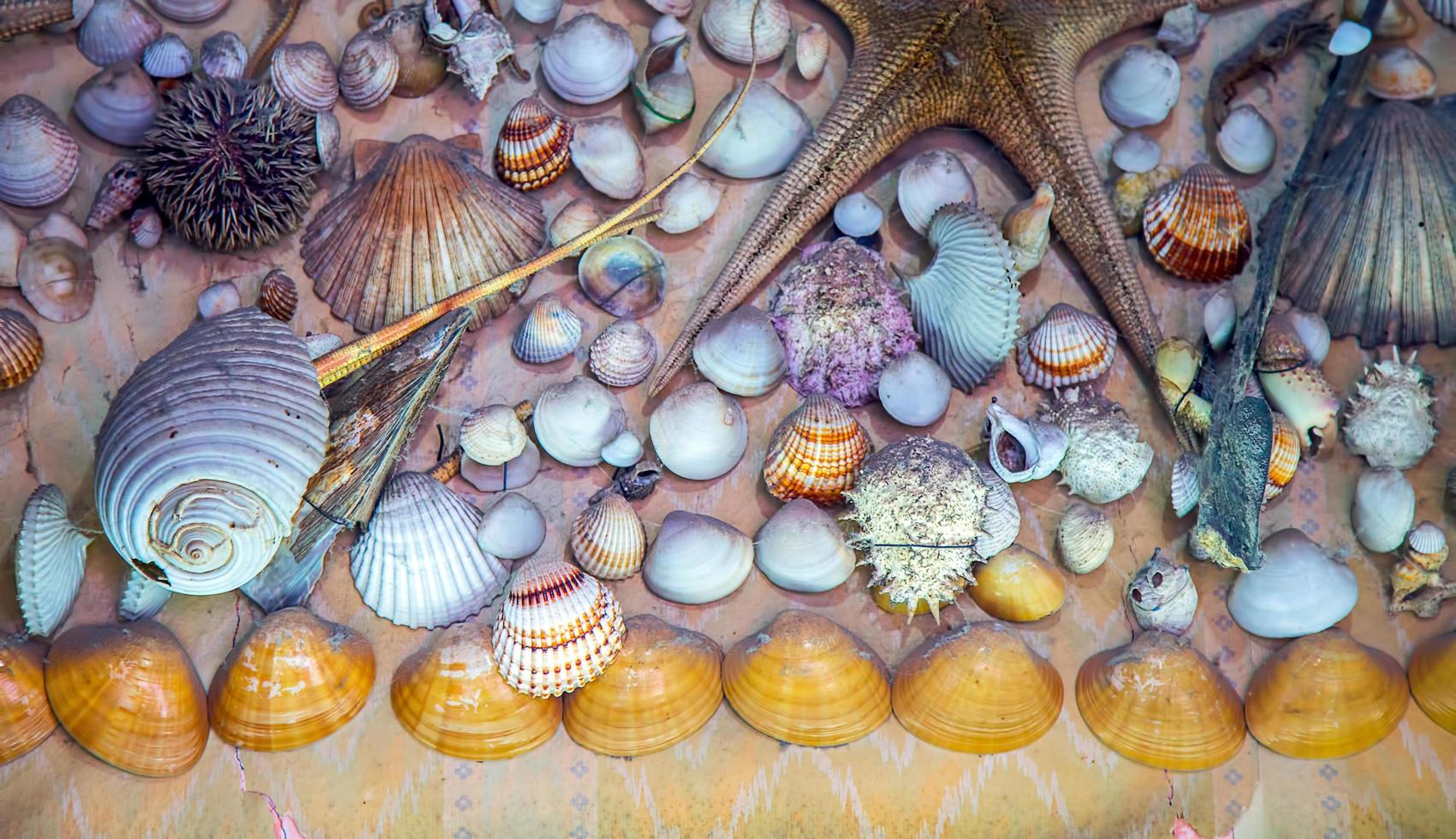 Meerestier getrockneter Fisch und Muschel foto