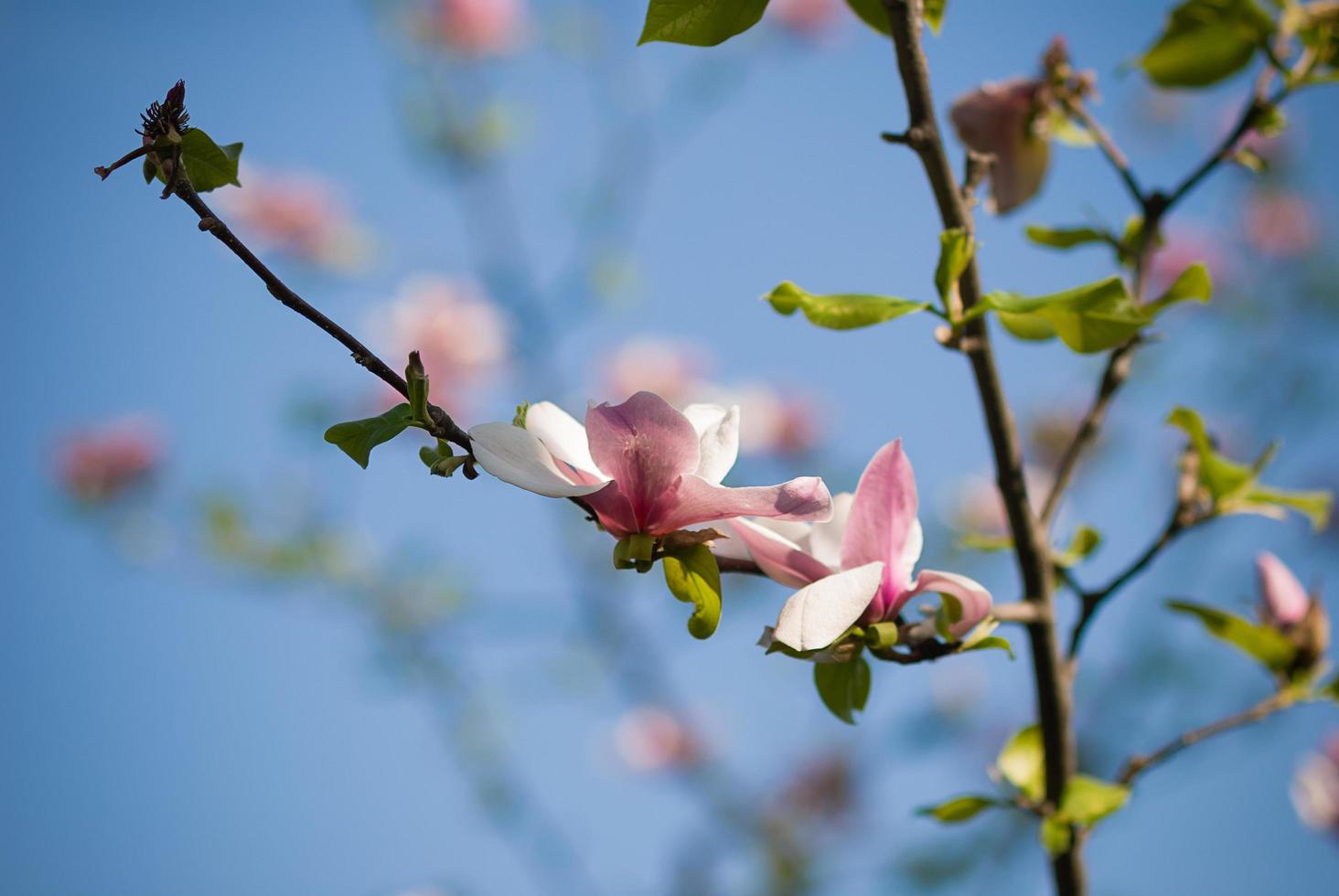 Rosa Magnolienzweig in voller Blüte foto