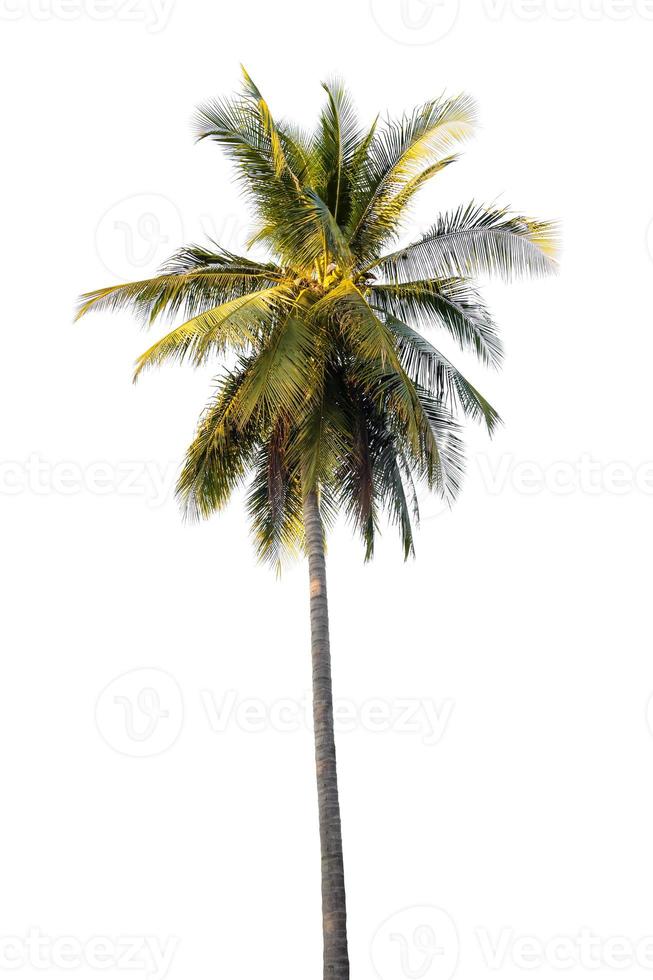 Kokospalme lokalisiert auf weißem Hintergrund foto