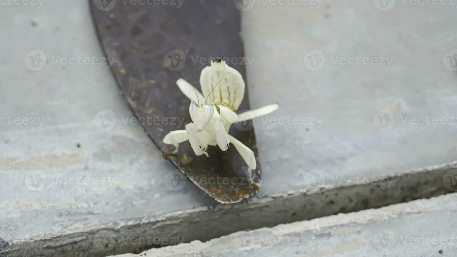 Gottesanbeterin Heuschrecke auf ein Eisen Sichel mit ein Fliese Fußboden Hintergrund. foto