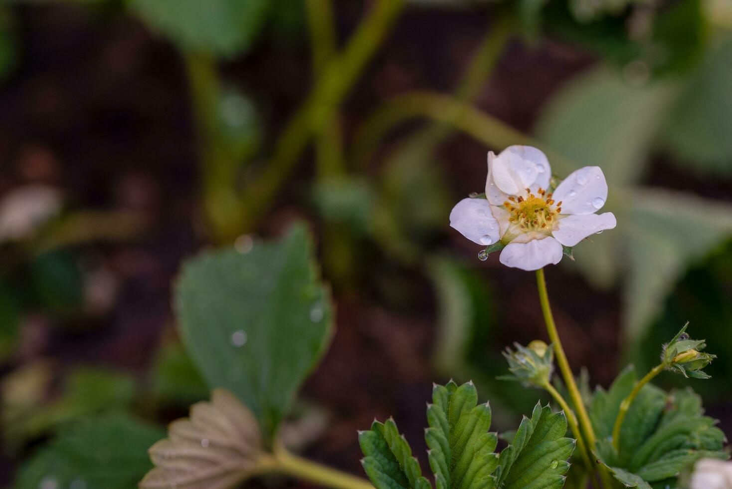 Weiß Erdbeere Blume schließen oben foto