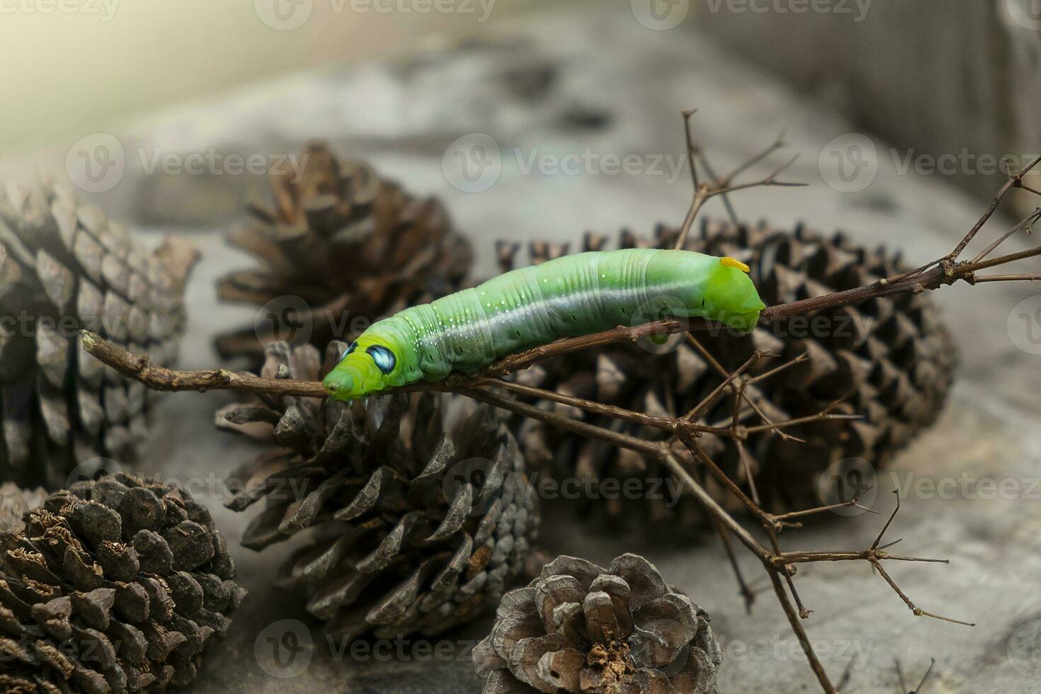 Raupentiere des grünen Wurms foto