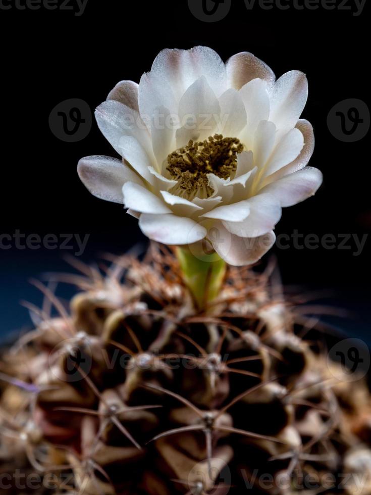 Gymnocalycium Kaktusblüte weiße und braune Farbe zartes Blütenblatt foto