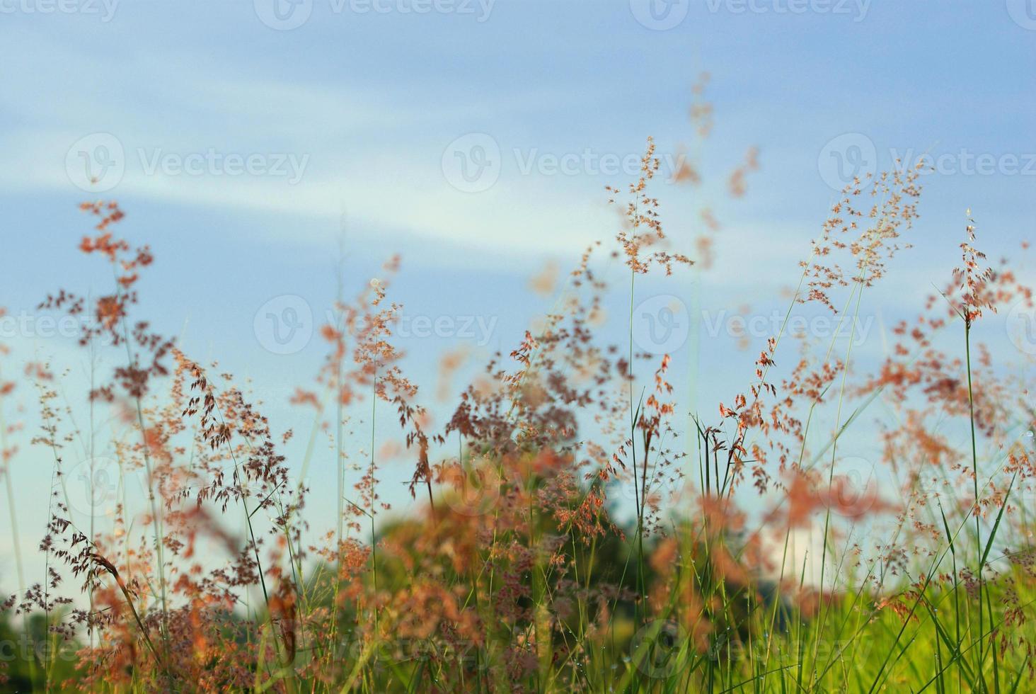 Blume des roten roten Rubingrases in Wind und blauem Himmel foto