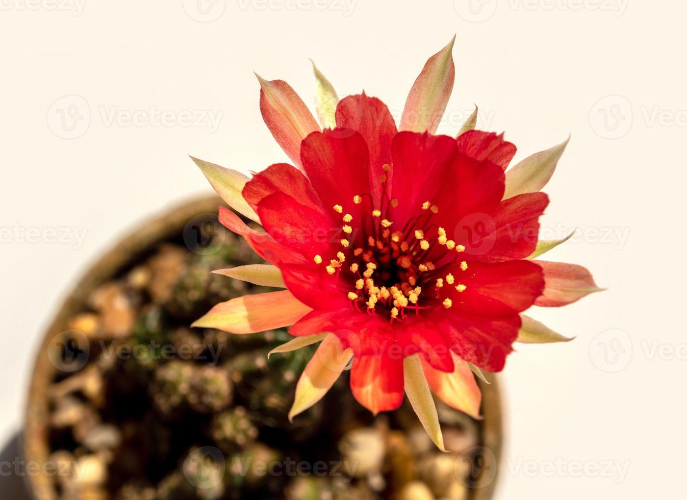 rote Farbe zartes Blütenblatt mit flauschiger Behaarung von Echinopsis-Kaktusblüten foto