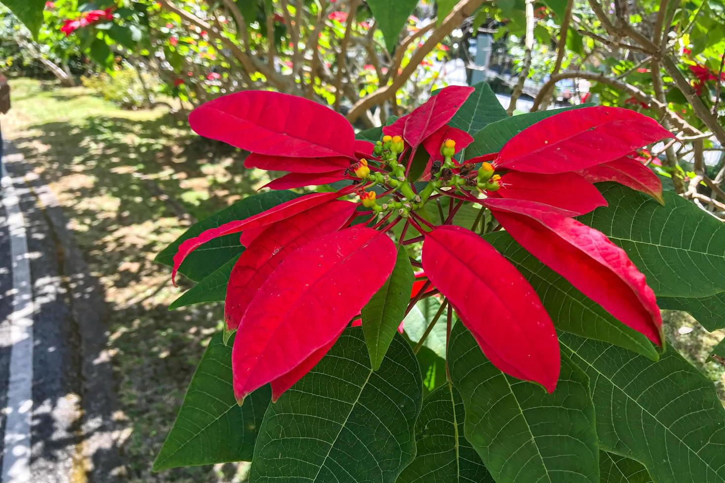 schöne leuchtend rote Weihnachtsstern Weihnachtsstern dekorative Blumen foto