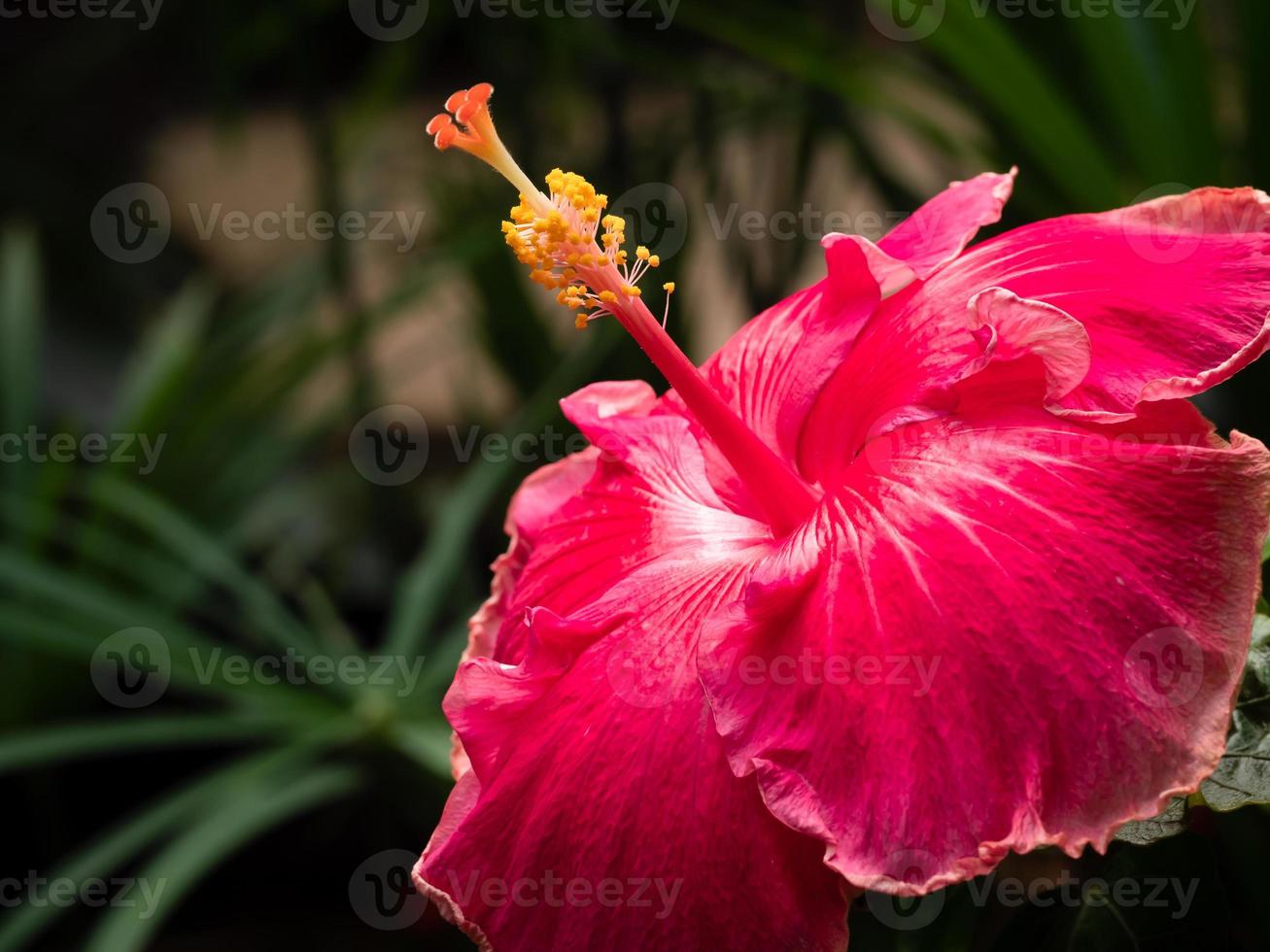 Hibiskusblüte für Kinder im Queen Sirikit Botanic Garden foto