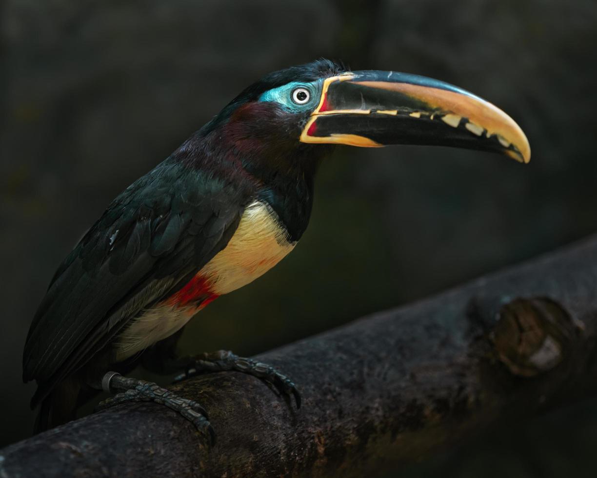 Aracari mit Kastanienohren foto